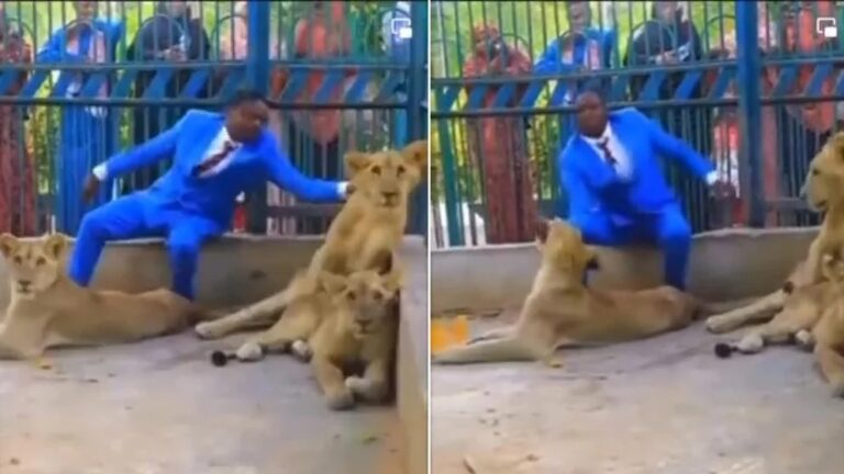 Pastor intenta recrear pasaje bíblico y se mete en una jaula con leones