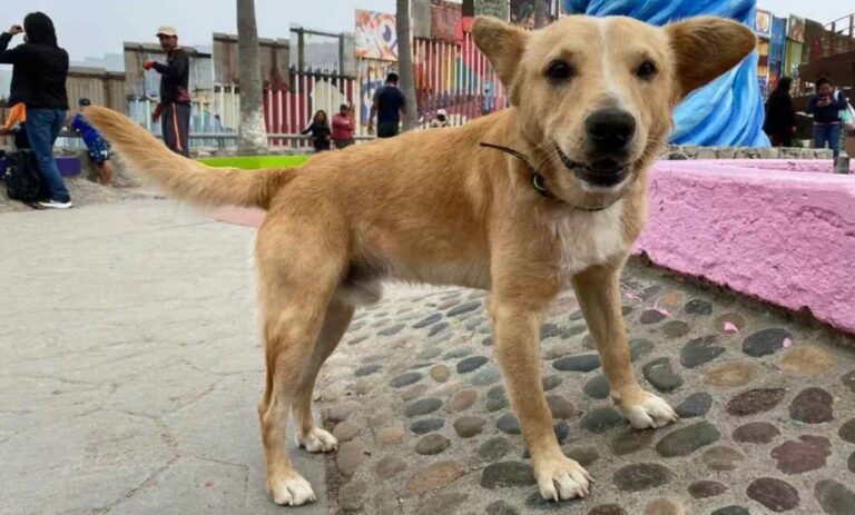 Deportan a un perro por cruzar la frontera entre México y EEUU