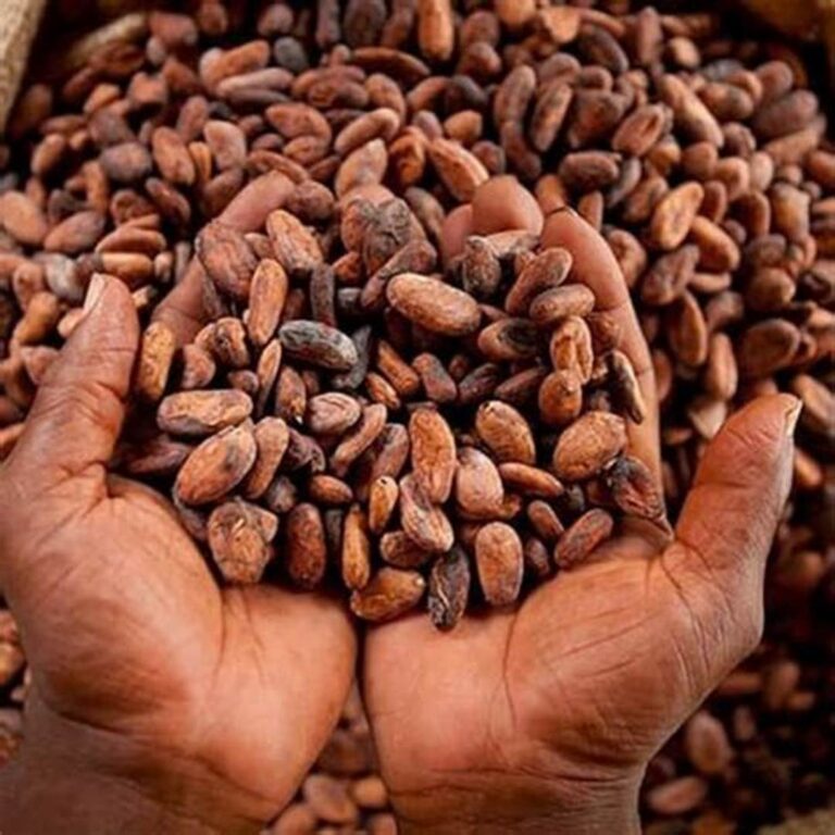 MEFCCA brinda acompañamiento a productores de cacao