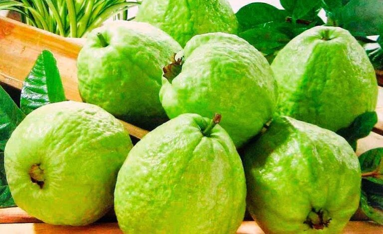 Capacitan a productores de guayaba para mejorar sus rendimientos