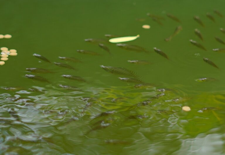 Promueven el cultivo de tilapias en Nandaime
