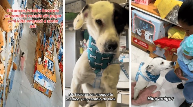 Canino roba un peluche en una tienda y se hace viral