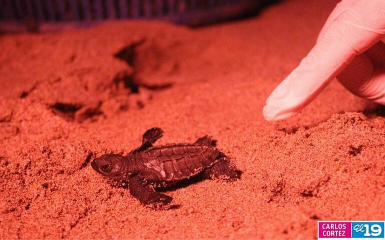 Liberan más de 5 mil tortuguillos en la Playa “La Flor”