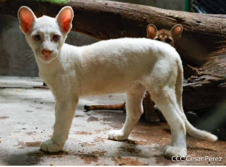 Itzae podrá ser presentada a partir del 10 de noviembre