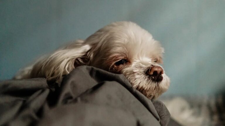 Disecan a su perro para utilizarlo como adorno