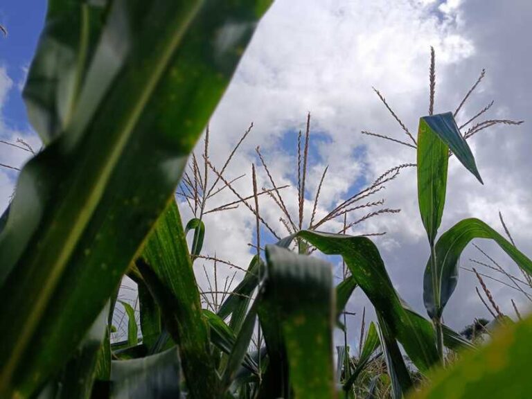 INTA presenta dos nuevas variedades de semilla de maíz