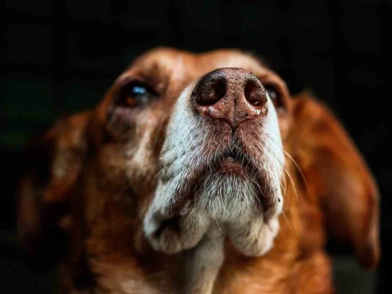 Anciana despierta del coma luego de que su perro llegara a verla