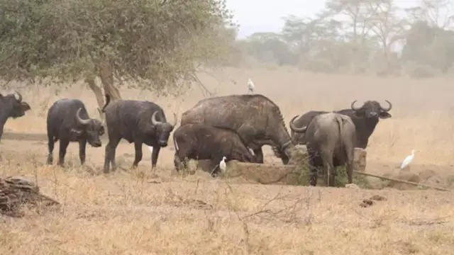 Ántrax podría extenderse por toda Zambia y países aledaños destaca la OMS