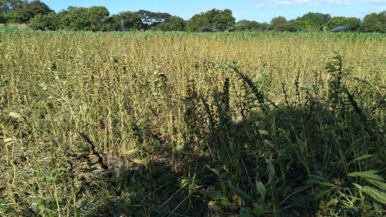 INTA presenta nueva variedad de ajonjolí blanco