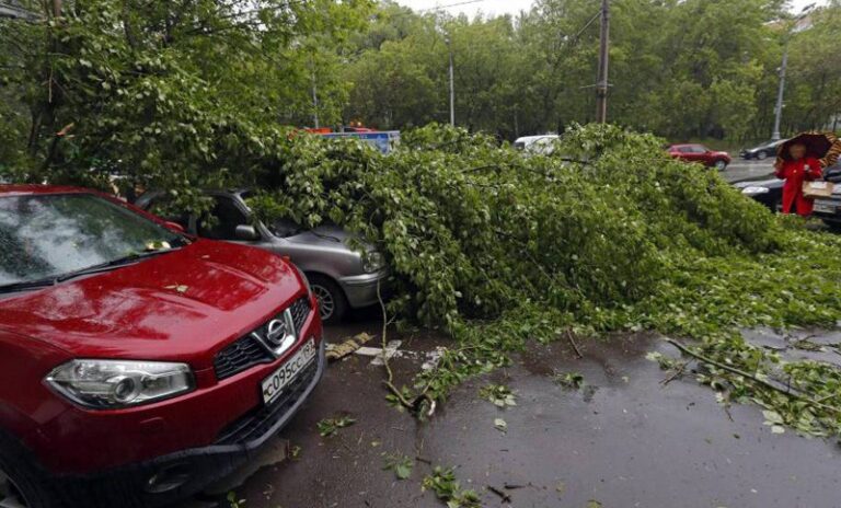 Fallece una persona al ser aplastada por un árbol 