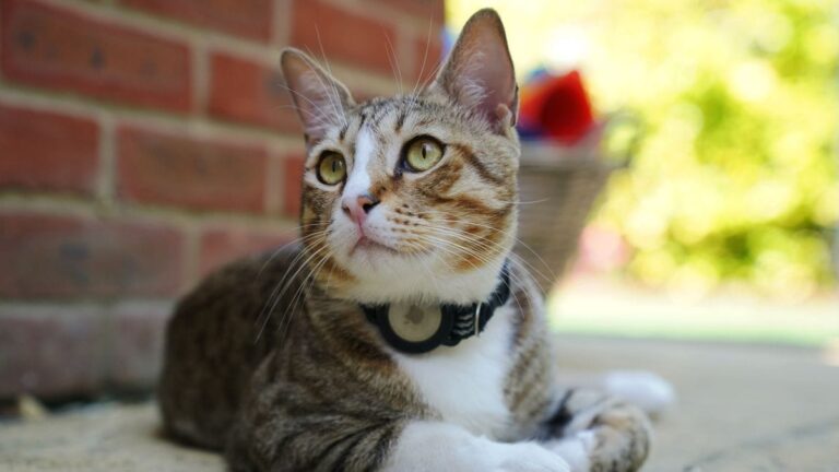 Gato se torna agresivo con sus dueños