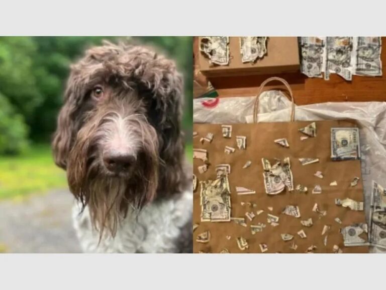 Perro se come 4 mil dólares recién retirados del banco