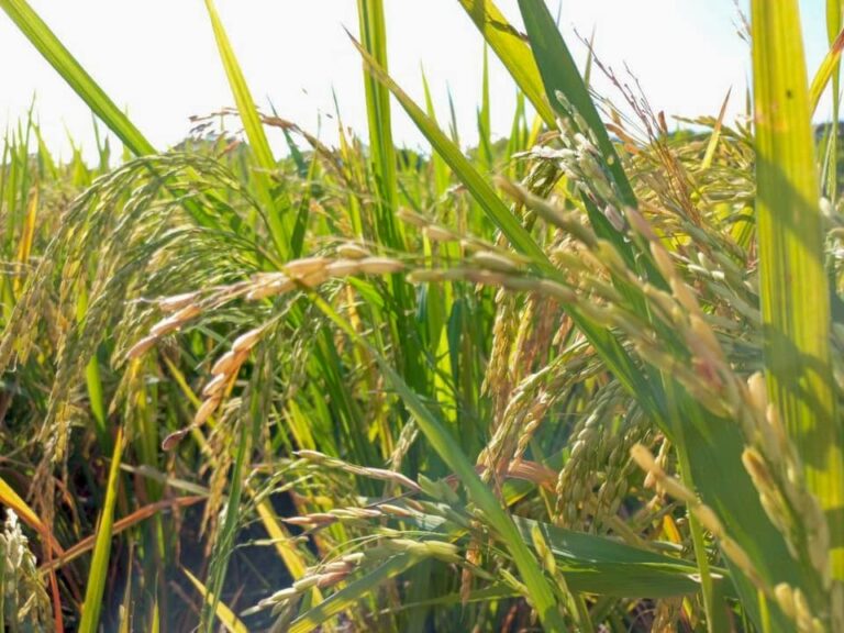 Presentan en Río San Juan resultados del arroz secano “INTA San Juan”