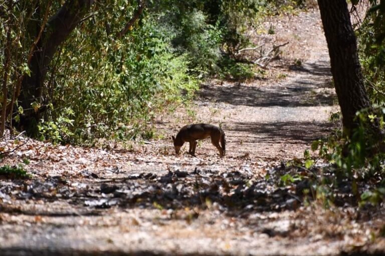 Liberan a diferentes especies de animales en el volcán Masaya