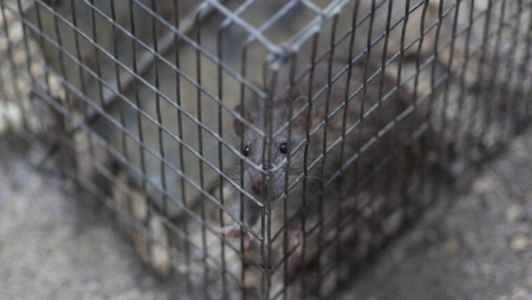 Mueren 600 ratones de laboratorio en Alemania por sobrecalentamiento