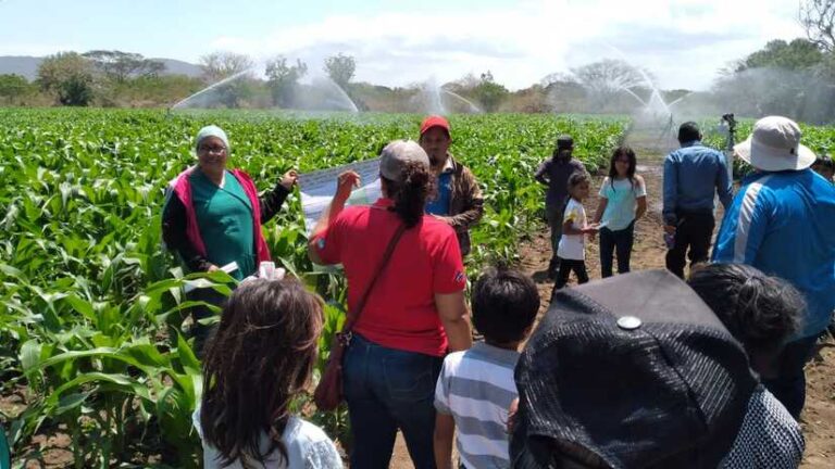 Promueven el uso de nuevas tecnologías en el cultivo de maíz