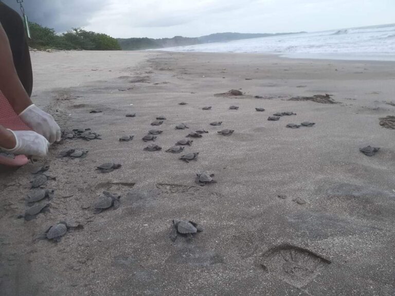 Liberan más de 200 tortuguillos en la Reserva de Vida Silvestre Río Escalante