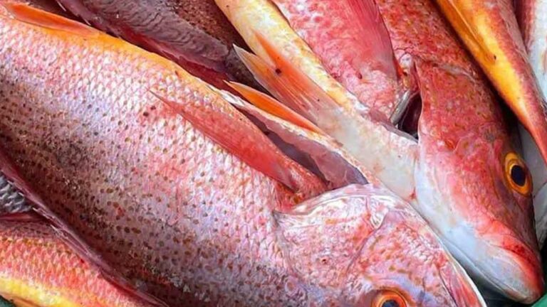 Comerciantes de Carazo destacan incremento en ventas de pescado