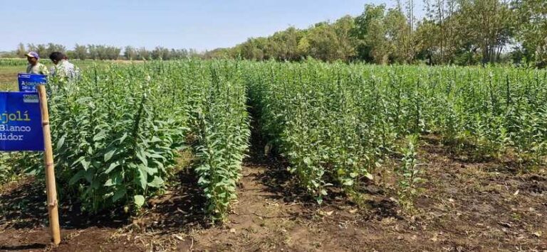 INTA imparte charlas sobre prácticas y tecnologías para producción de ajonjolí