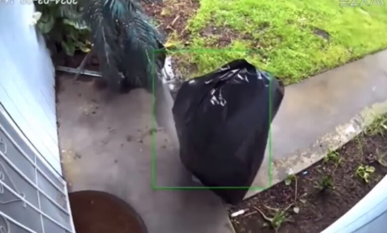 Se disfraza de bolsa de basura para robar paquete en EU