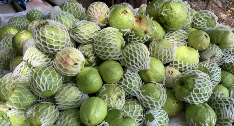 Incentivan el cultivo de guayaba en Nicaragua