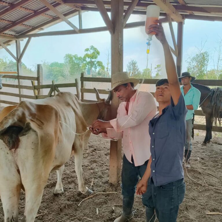 Capacitan sobre manejo sanitario eficiente del ganado bovino