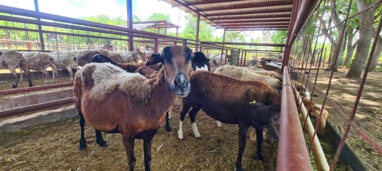 Capacitan a productores sobre nutrición para ovejas y cabras