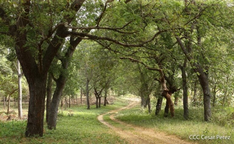 Destacan avances en restauración de hectáreas de bosques en el país