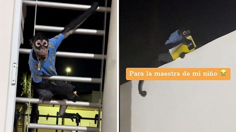 Mono se roba el cuaderno de tareas de un niño y el video se hace viral