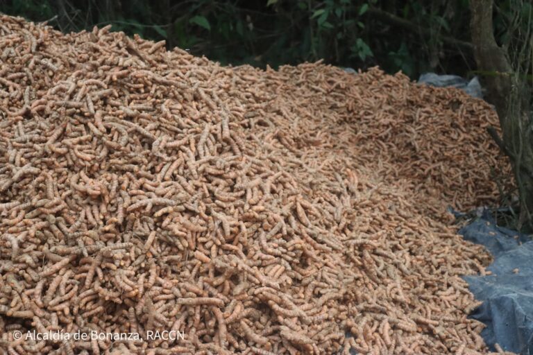 Realizan con éxito la Primera Cosecha de Cúrcuma en Bonanza