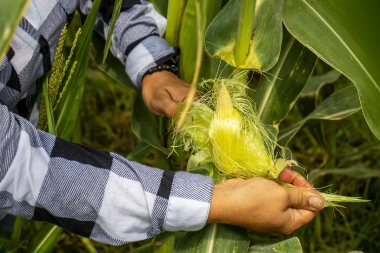 Productores conocen técnicas para aumentar el rendimiento en el cultivo del maíz