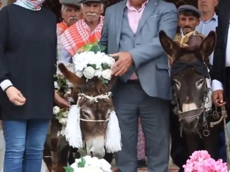 Burros contraen nupcias en Turquía