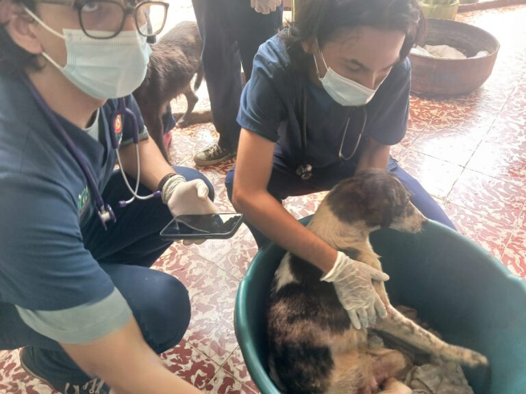 Jornada Veterinaria en Casa Hogar de mascotas vulnerables