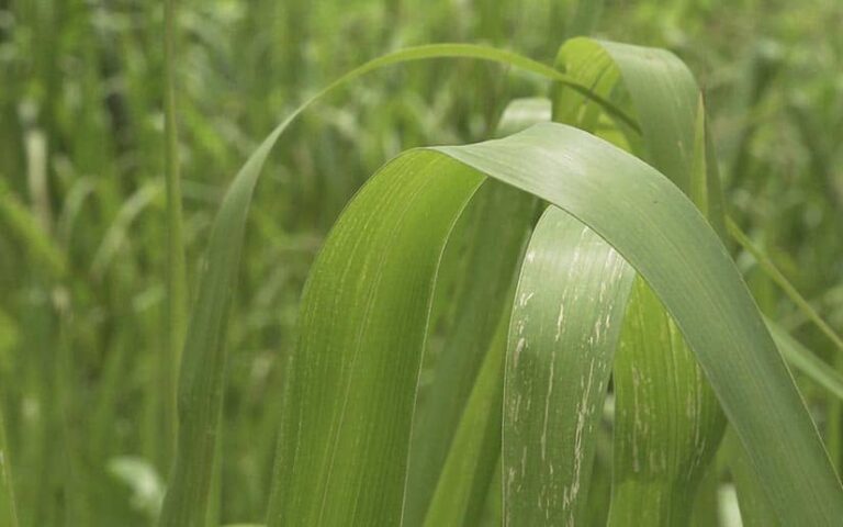 Promueven nuevas técnicas para la producción de pastos