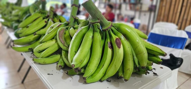 MEFCCA organiza rueda de negocios con productores de plátanos de Rivas