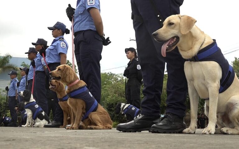 Policía Nacional gradúa a más de 40 Unidades Cinófilas