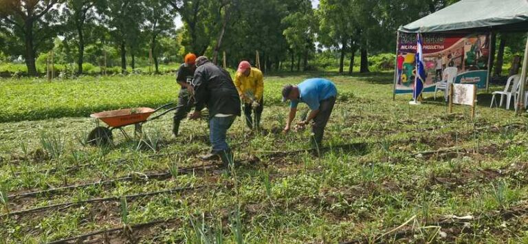 Protagonistas conocen sobre producción del cultivo y semilla de cebolla