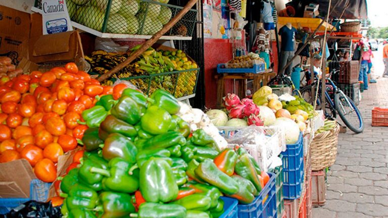 Reportan excelente producción de hortalizas