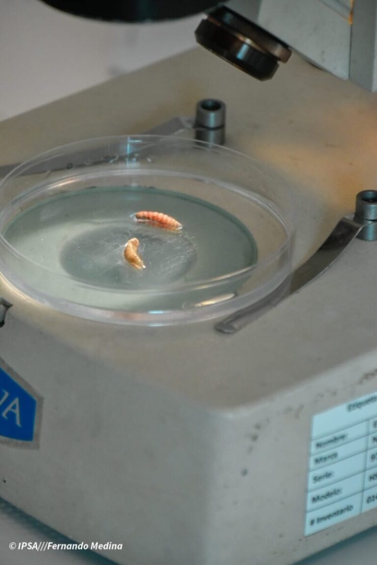 Reportan 480 casos de infestación por gusano barrenador