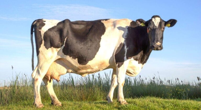 En 2030 Dinamarca aplicará impuestos por las flatulencias de la vacas