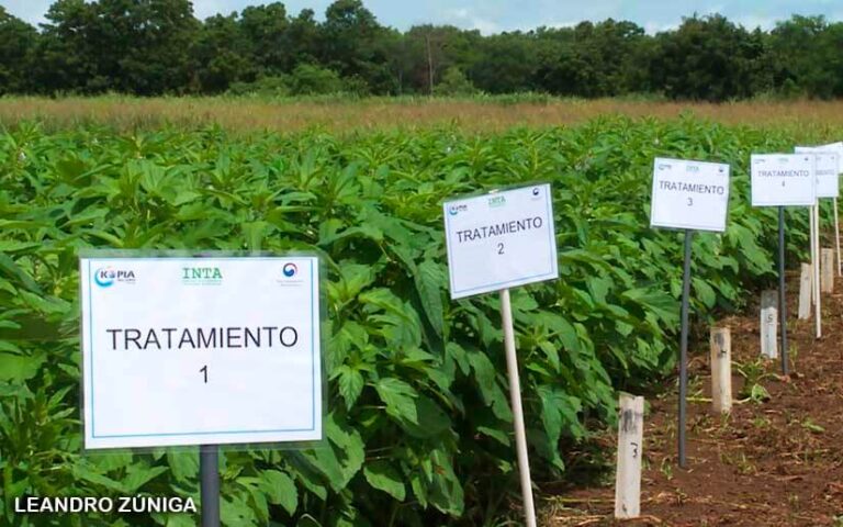 Capacitan a productores de ajonjolí en control de maleza