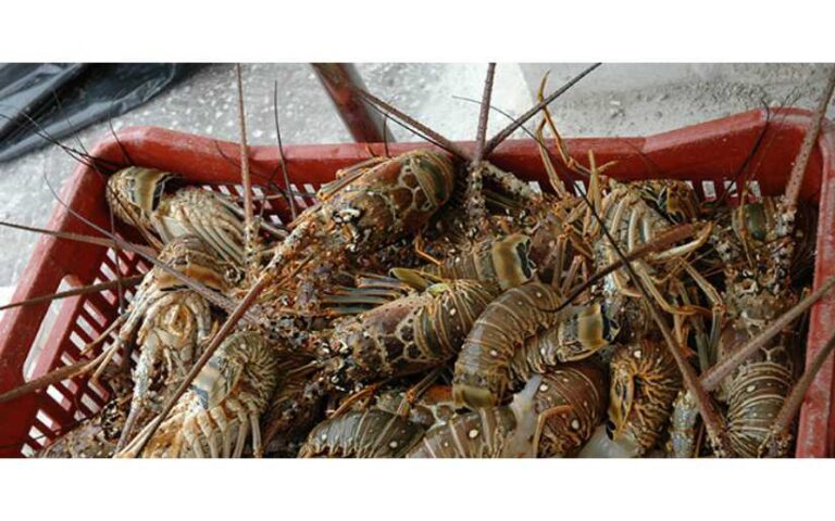 Inicia período de captura de langosta en el Caribe de Nicaragua