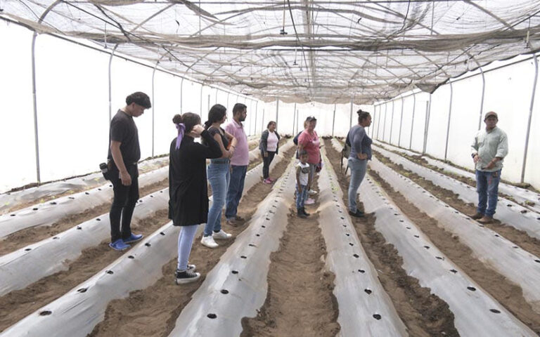 Presentan a productores de Managua la variedad de tomate “híbrido Miranda”