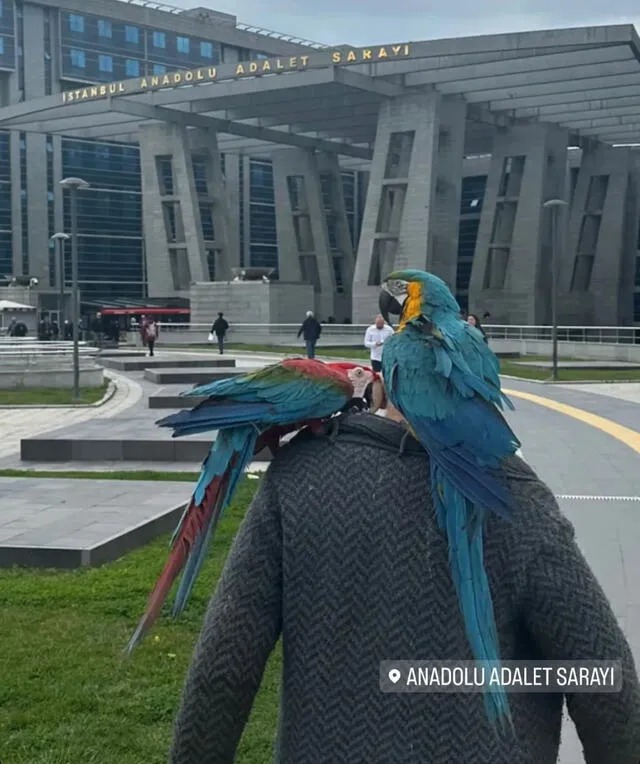 Descubre que su mujer le es infiel gracias a sus loros