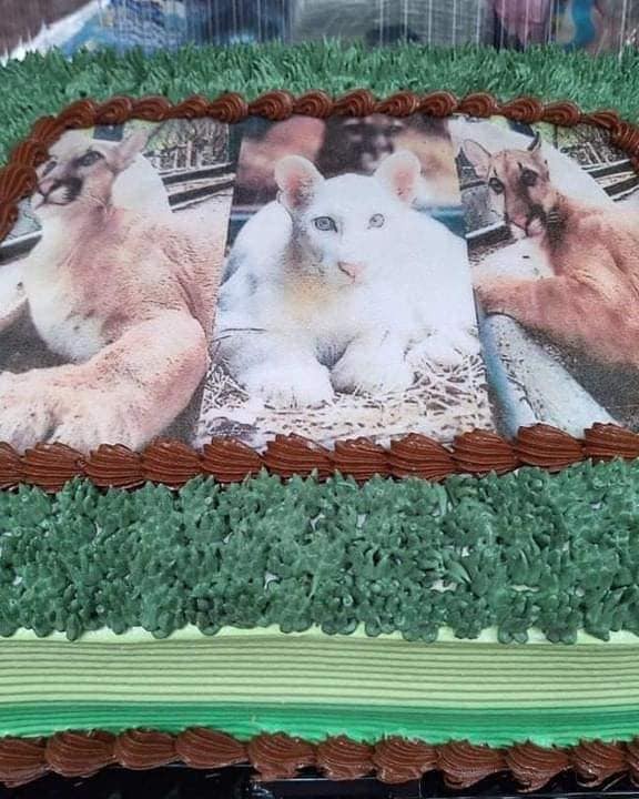 Celebran el primer año de Itzae la pumita albina y sus hermanas