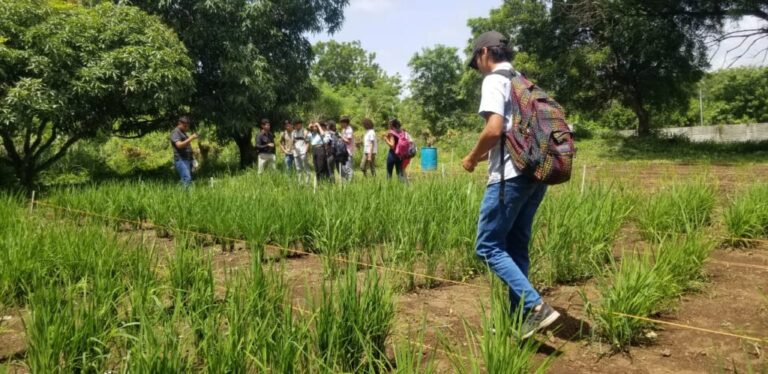 Presentan tecnologías para el control de enfermedades en el arroz