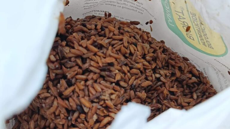 Avanza la campaña de desratización en Nueva Segovia