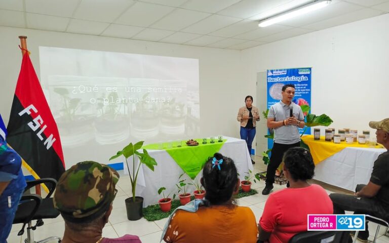 Lanzan Programa de Semillas Sanas de Malanga y Quequisque