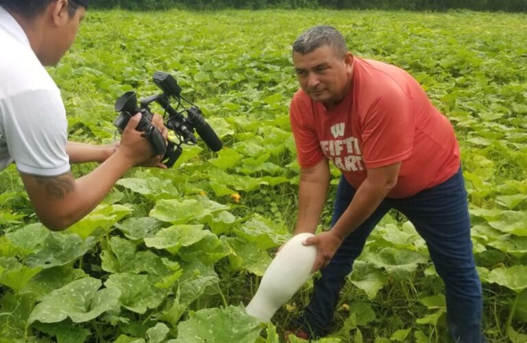 Temporada de invierno favorece a cultivo de pipianes y chilotes