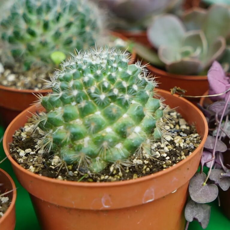 MEFCCA celebra Festival Nicaragua Exótica